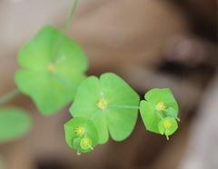 Euphorbia roemeriana