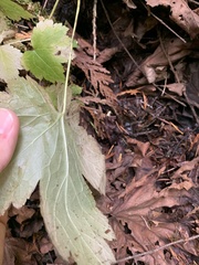 Actaea elata