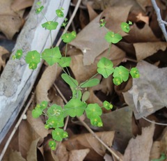 Euphorbia roemeriana