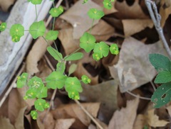 Euphorbia roemeriana