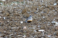 Charadrius morinellus