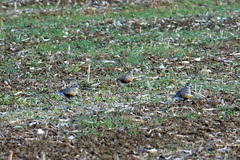 Charadrius morinellus