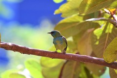 Dacnis cayana