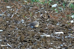 Charadrius morinellus