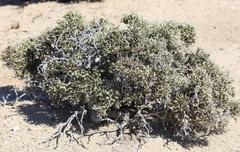 Arthraerua leubnitziae