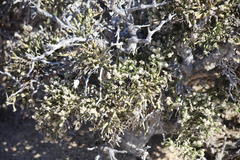 Arthraerua leubnitziae