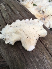 Tyromyces