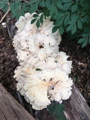 Tyromyces