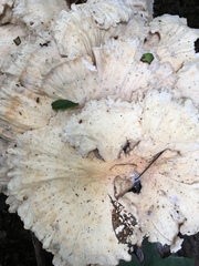 Tyromyces