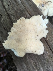 Tyromyces
