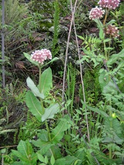 Asclepias otarioides