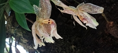 Stanhopea oculata