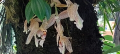 Stanhopea oculata