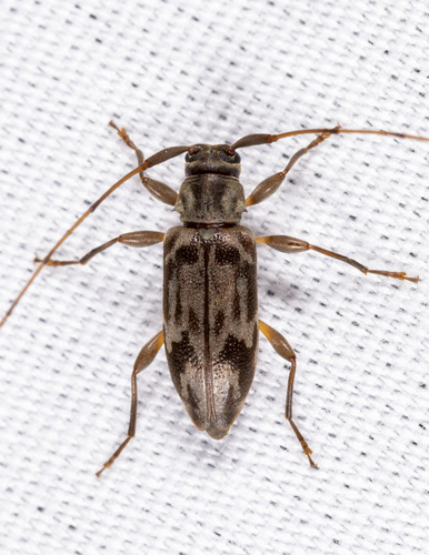 Urgleptes signatus (LeConte, 1852)