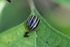 Kuschelina petaurista