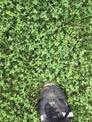 Trifolium repens