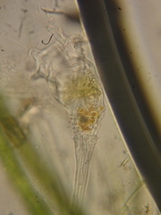 Collotheca