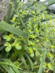 Euphorbia helioscopia