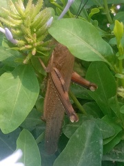 Anacridium aegyptium