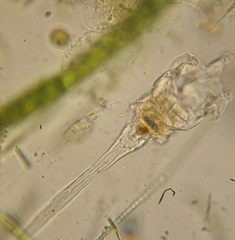 Collotheca