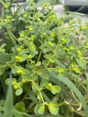 Euphorbia helioscopia