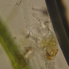 Collotheca