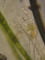 Collotheca
