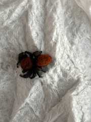 Phidippus cardinalis