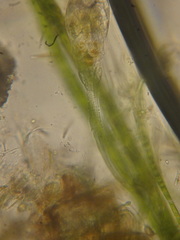 Collotheca