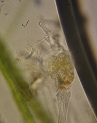 Collotheca