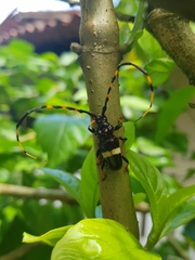 Trachyderes succinctus