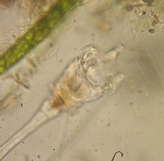 Collotheca