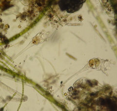 Collotheca
