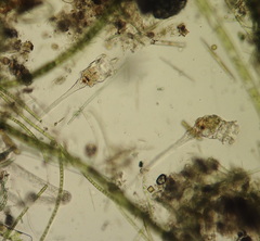 Collotheca