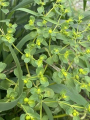 Euphorbia helioscopia