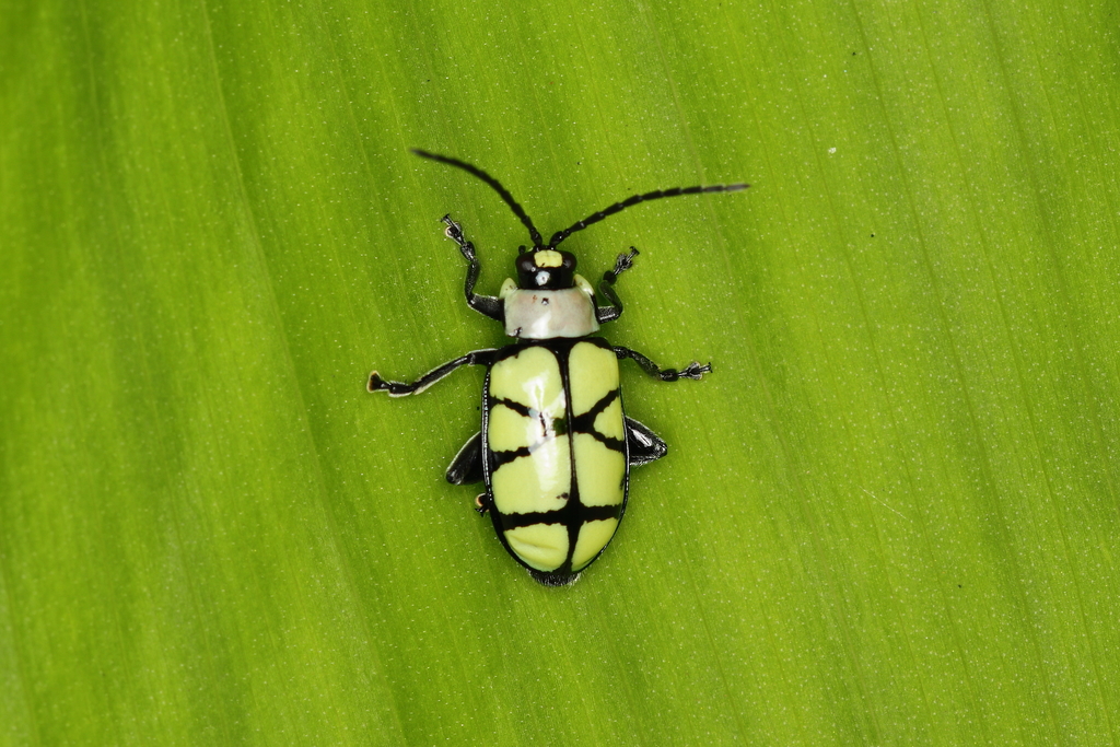 Omophoita angustolineata