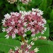 Asclepias otarioides - Photo (c) Mark Fishbein, some rights reserved (CC BY-NC), uploaded by Mark Fishbein