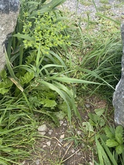 Euphorbia helioscopia