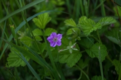Geranium yesoense yesoense