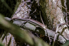 Copeoglossum aurae
