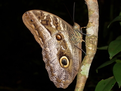 Caligo illioneus