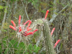 Cleistocactus baumannii