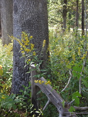 Solidago buckleyi