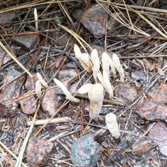 Clavariadelphus ligula