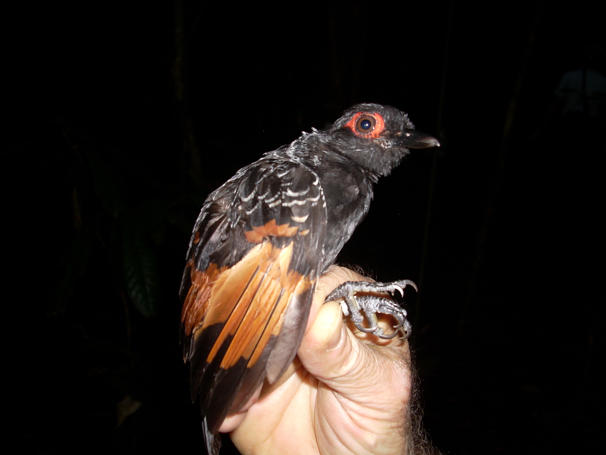 Reddish-winged Bare-eye (Phlegopsis erythroptera), photo 1
