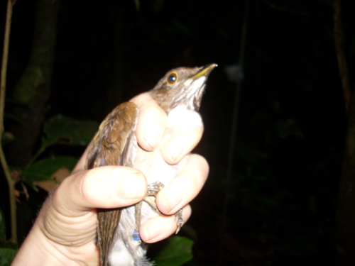 Lawrence's Thrush