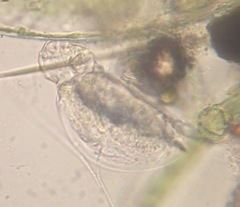 Lepadella triptera
