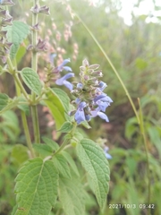 Salvia