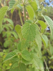 Salvia