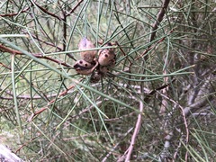 Hakea mitchellii